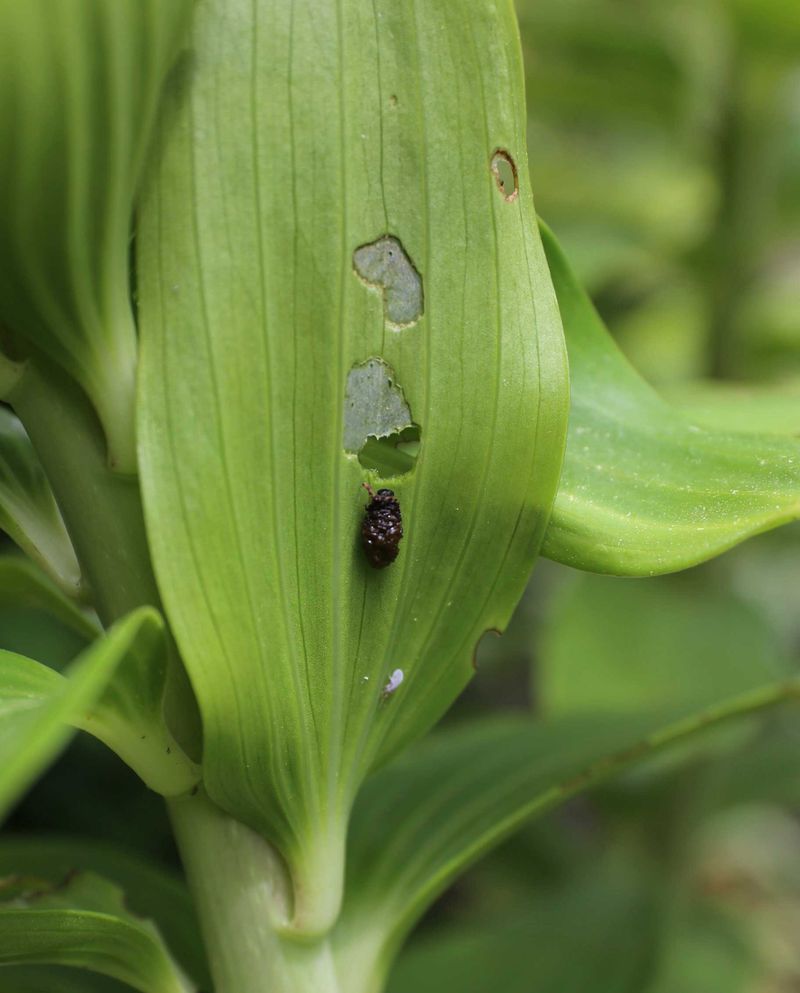 Selective Pest Control