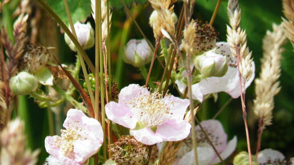 Himalayan Blackberry