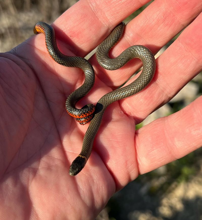 Ringneck Snake: The Tiny Jewel