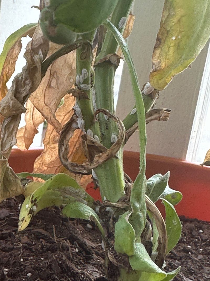 Curling Or Cupping Leaves