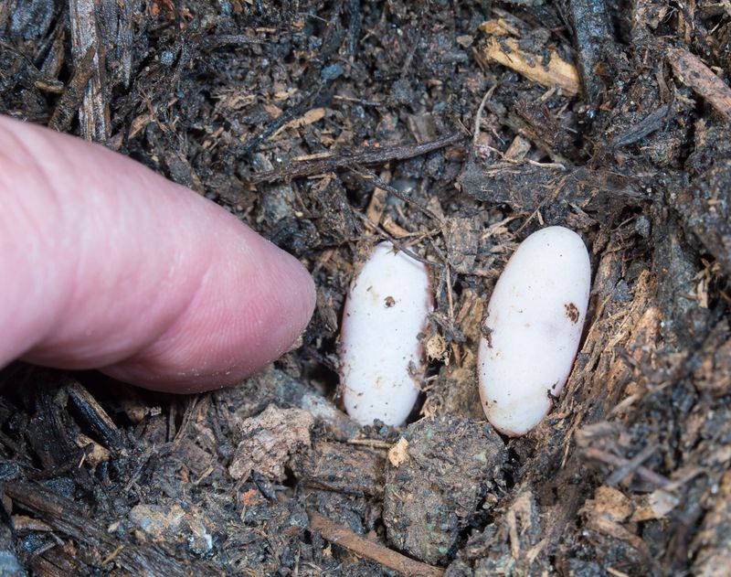 Eggs in Loose Soil