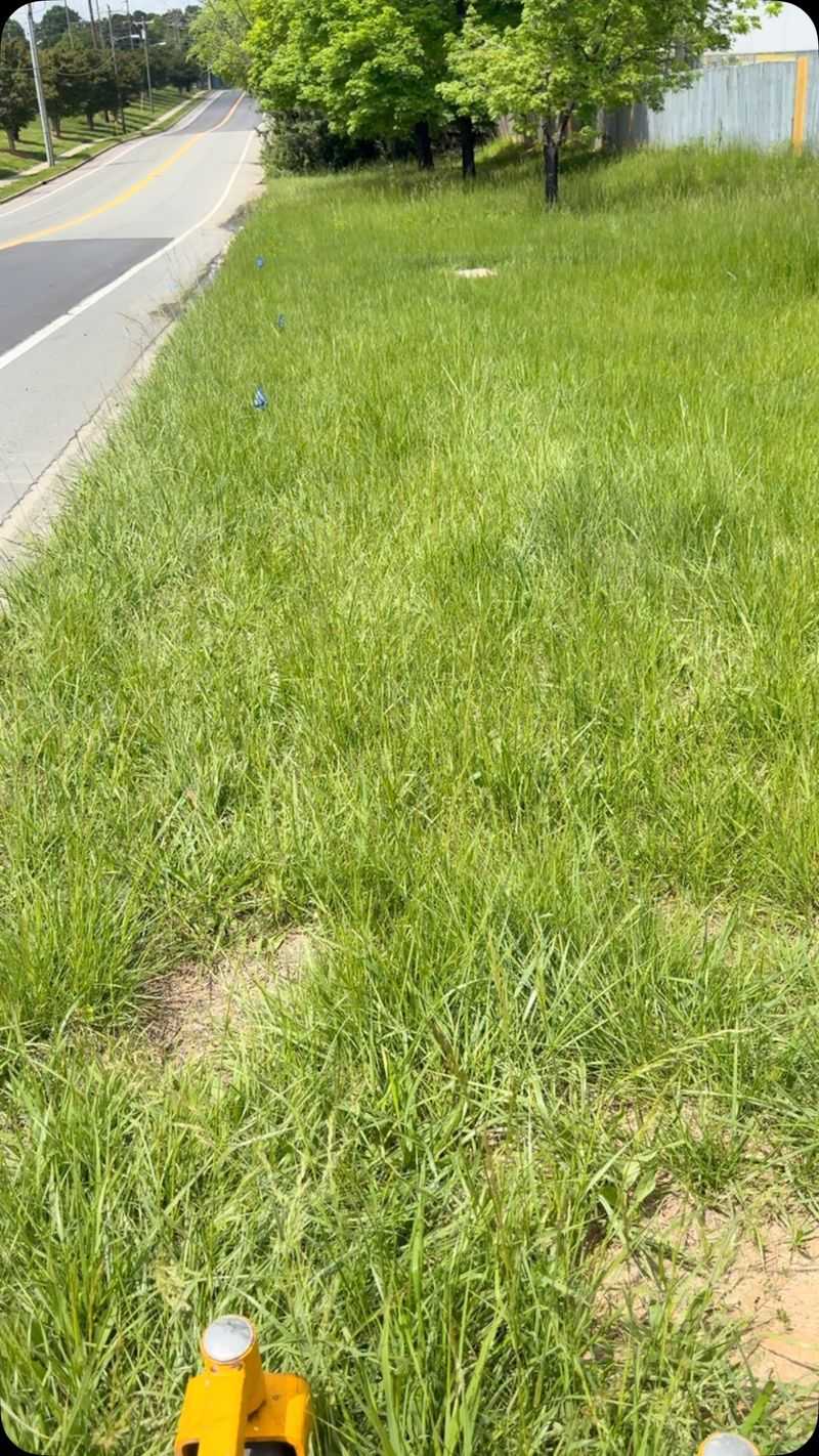 Overgrown, Neglected Landscaping