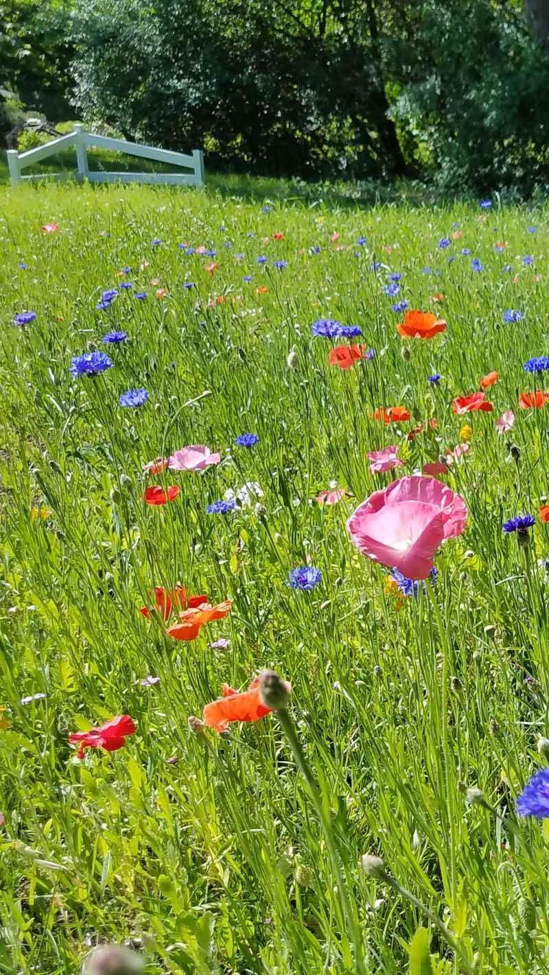Better Alternatives for Your Yard