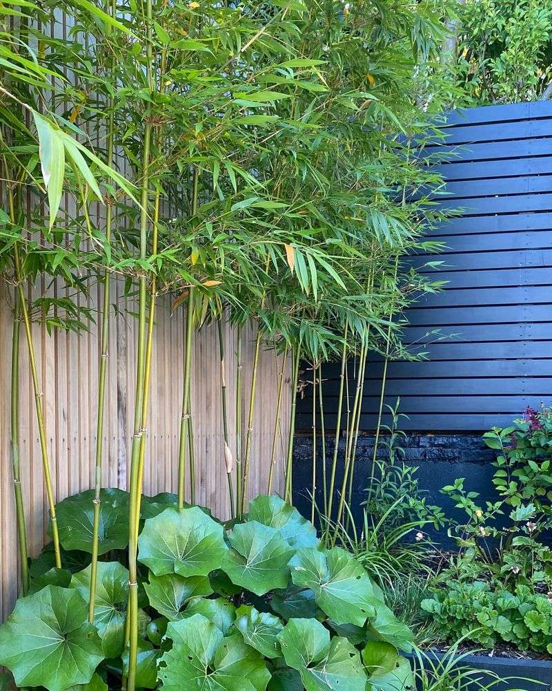 Bamboo