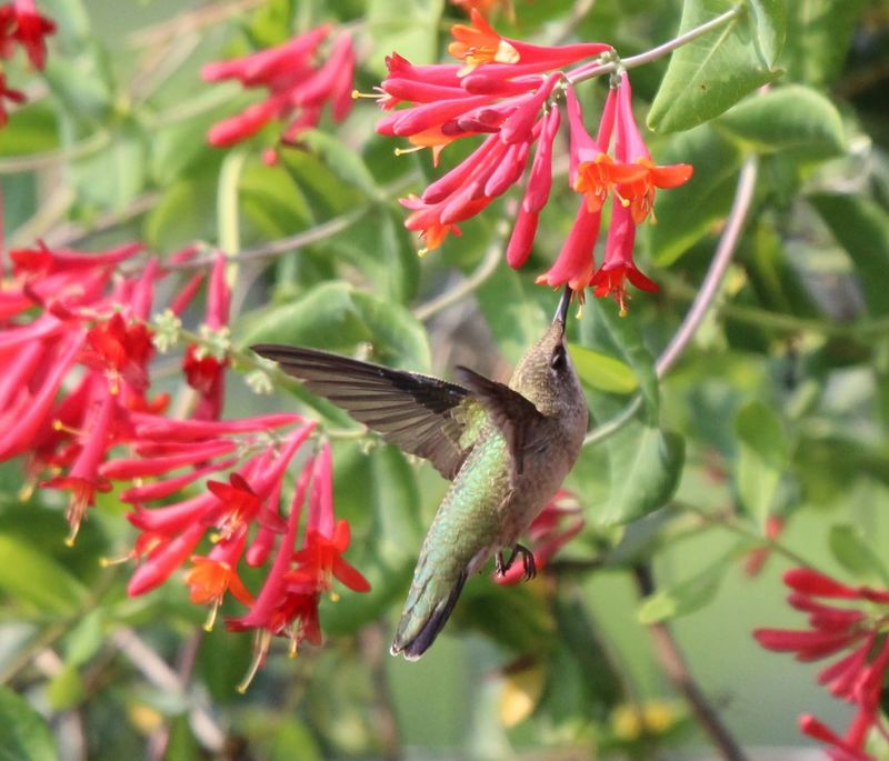 Trumpet Honeysuckle (Lonicera sempervirens)