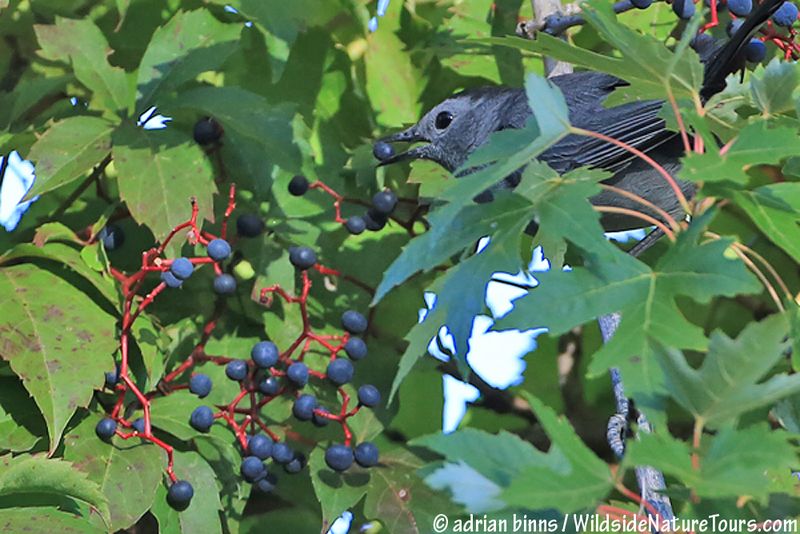Virginia Creeper