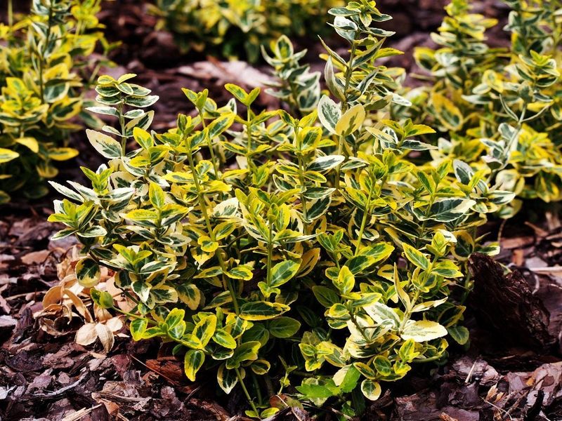 Euonymus: The Pest Magnet
