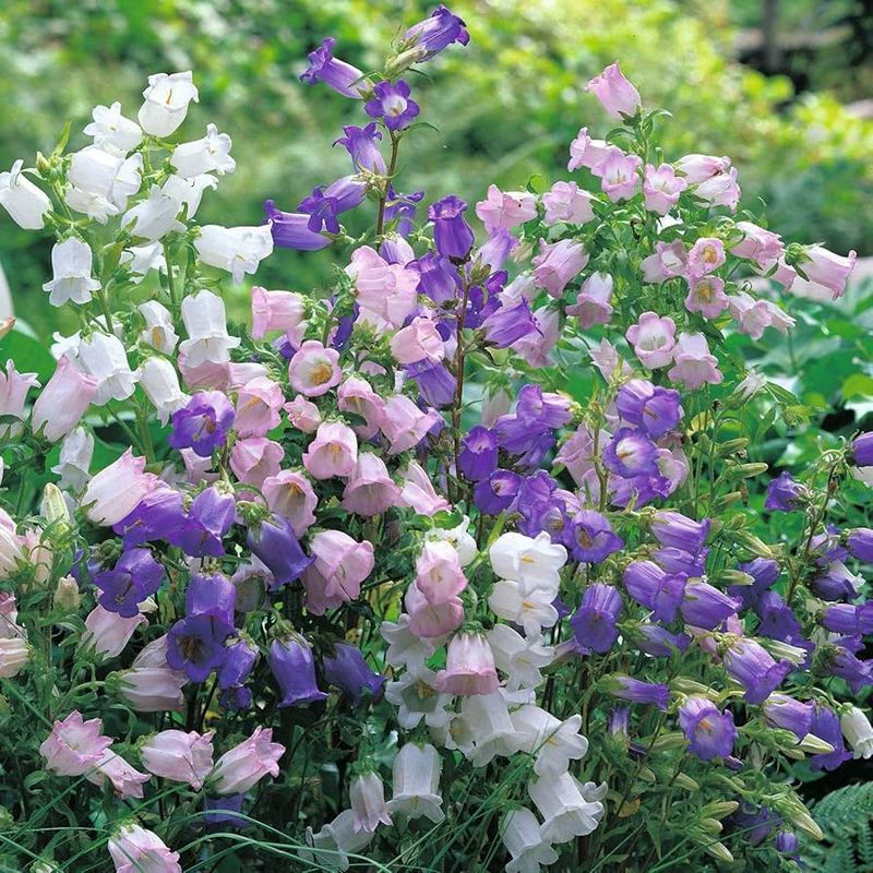 Canterbury Bells (Campanula medium)