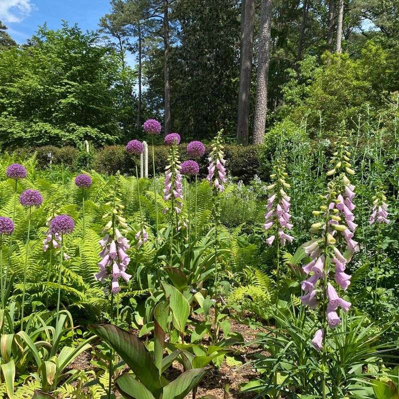 Foxglove: Faery Connections