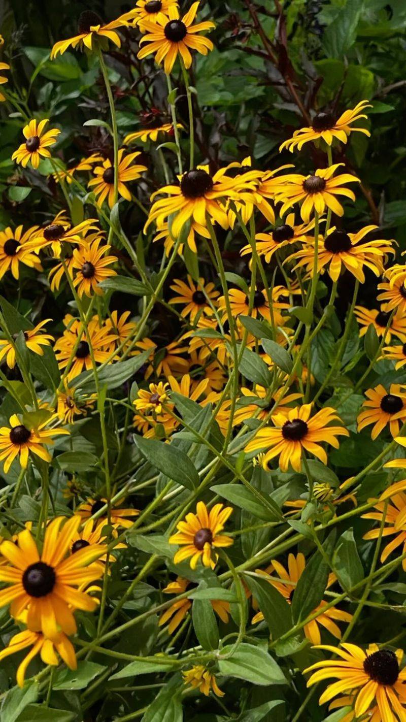 Rudbeckia (Black-Eyed Susan)