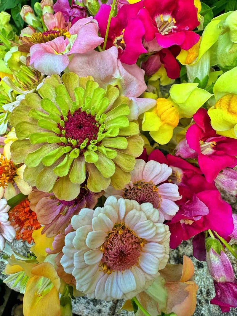 Zinnias
