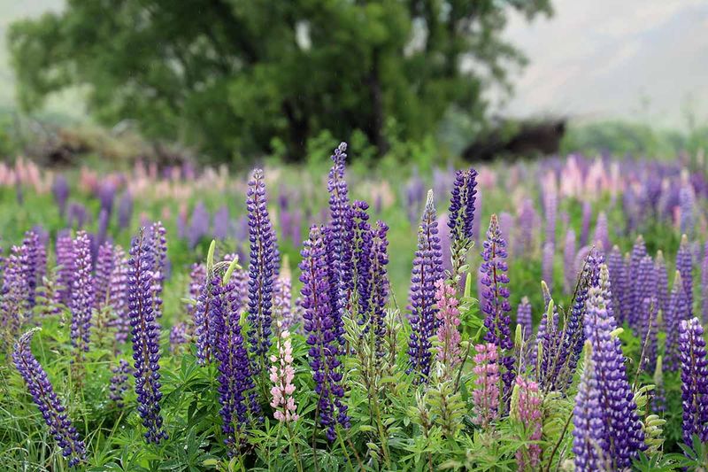 Lupines: Short-Lived Showstoppers