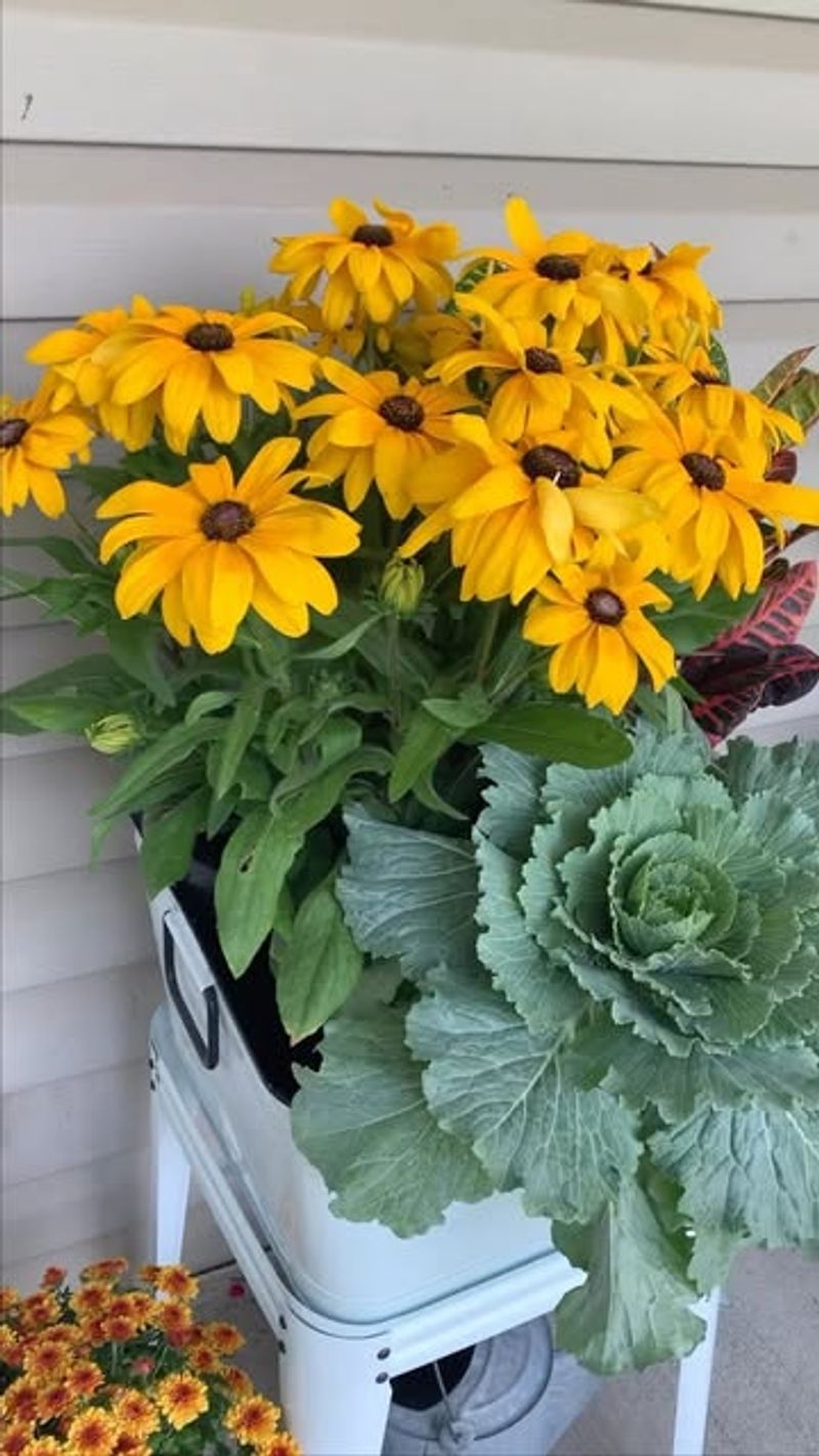 Black-Eyed Susans