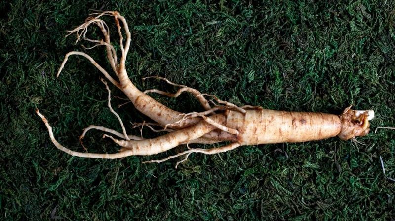 Ginseng: Energy for Your Mind