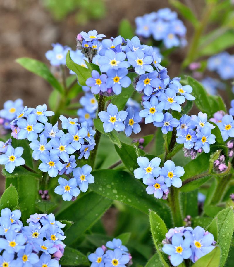 Forget-Me-Not (Myosotis sylvatica)