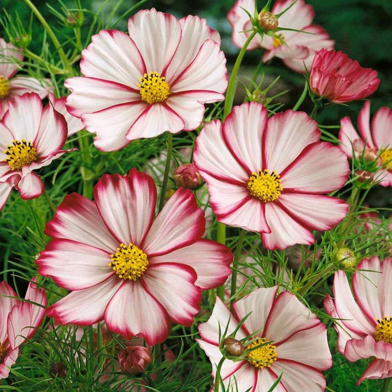 Cosmos 'Sensation'