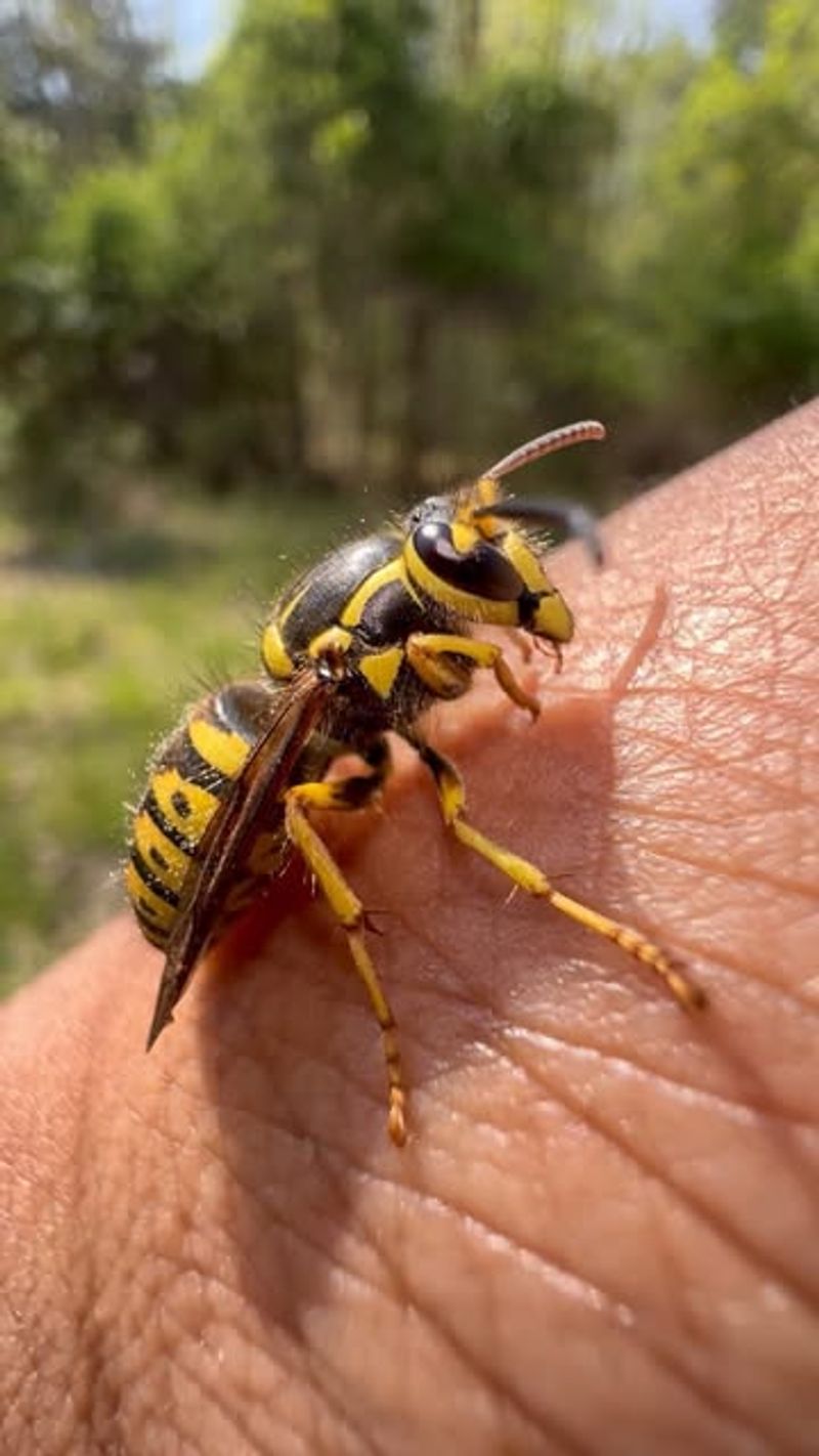 Yellow Jackets
