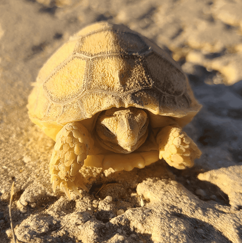 Desert Tortoises