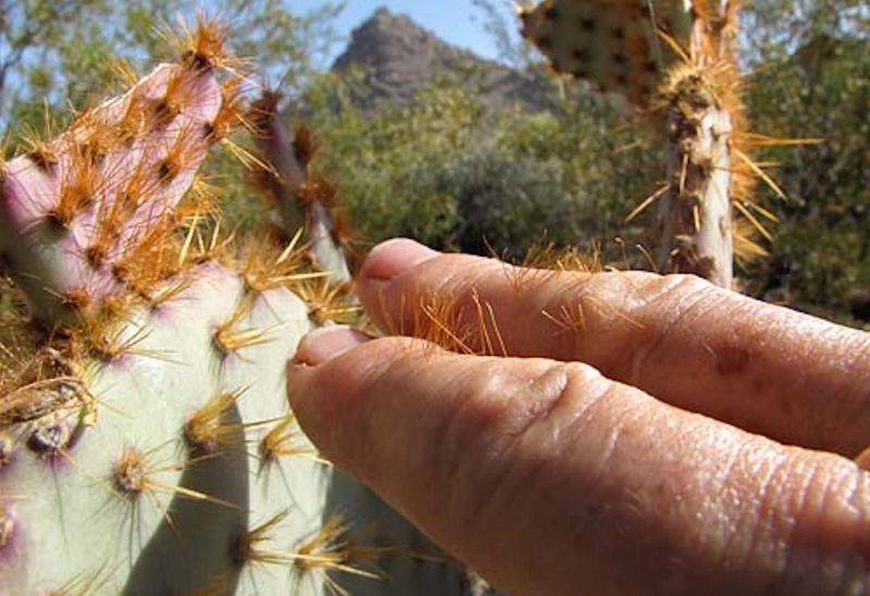 Prickly Pear Cactus (Opuntia)