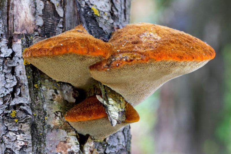 Shaggy Bracket (Inonotus hispidus)