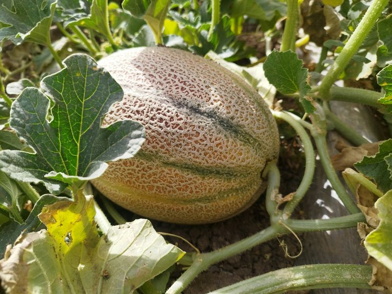 Newspaper Beneath Developing Fruits