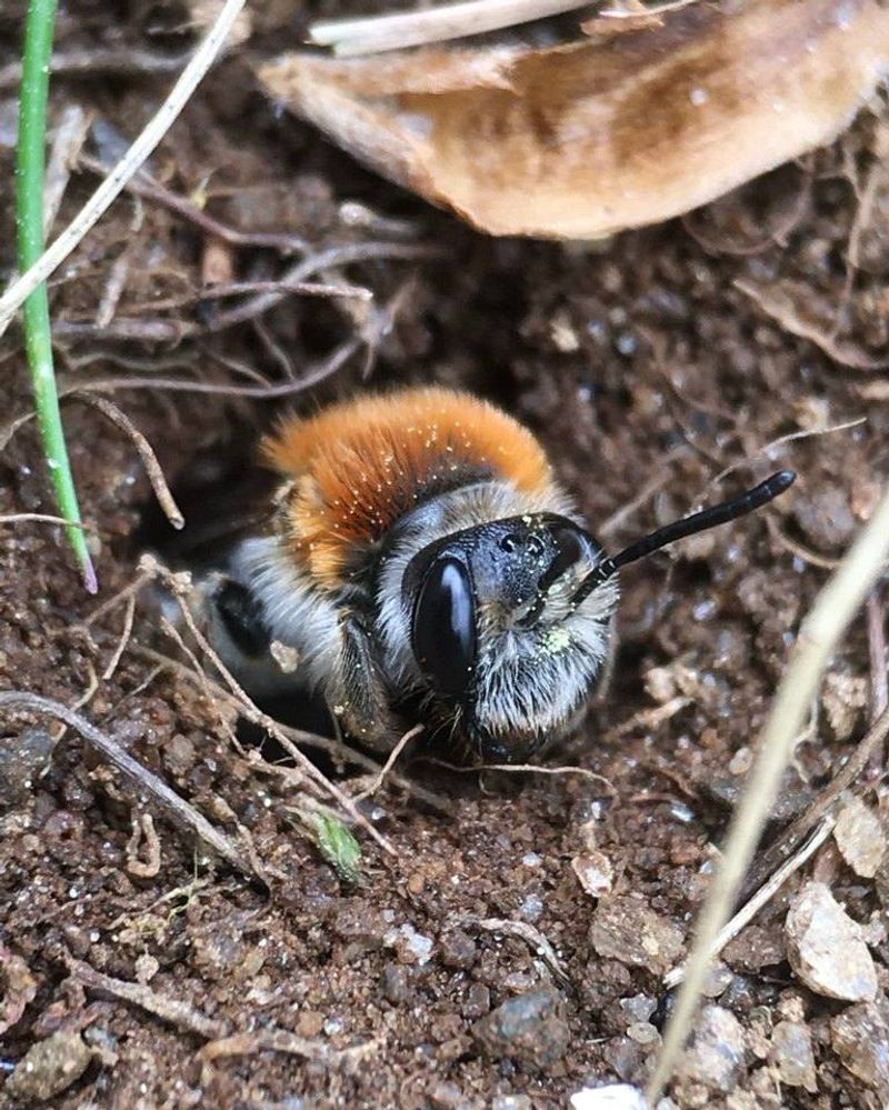 Mining Bees