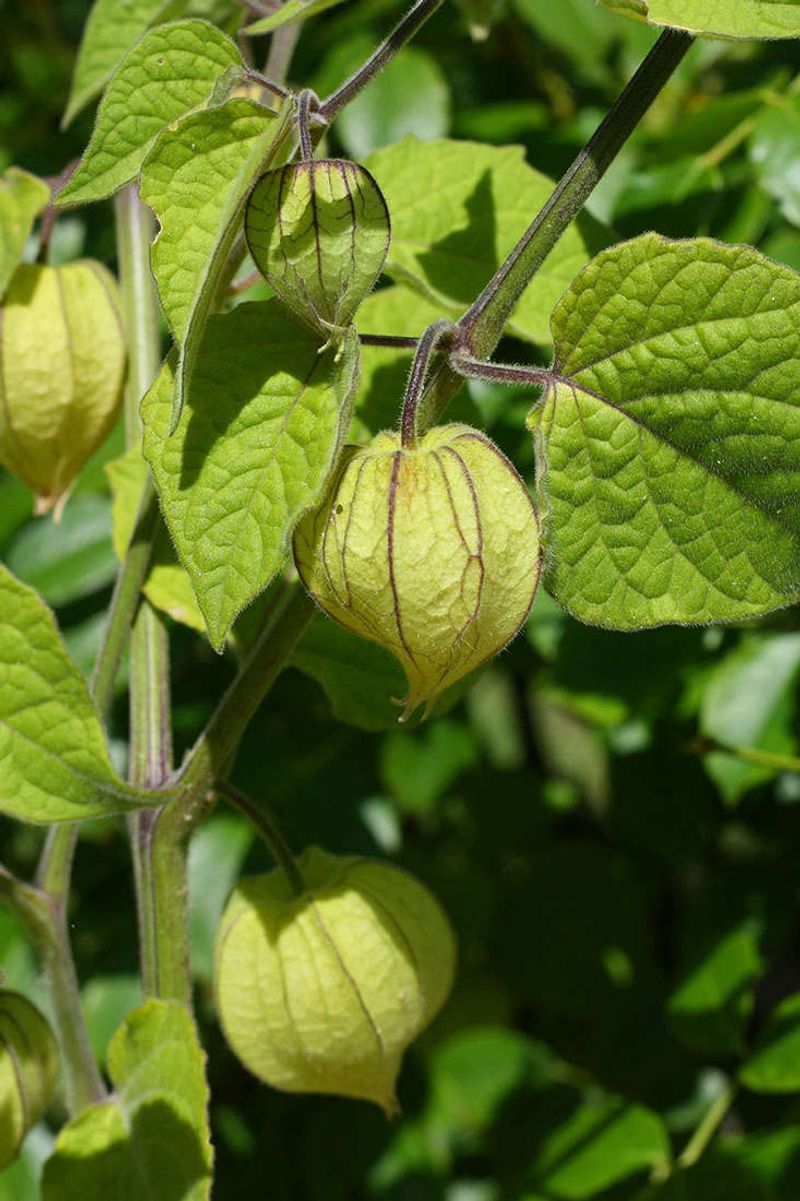 Cape Gooseberry