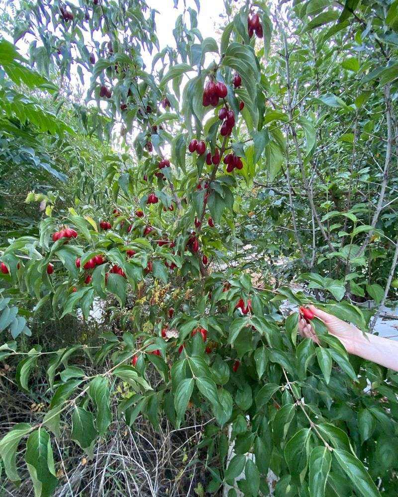 Cornelian Cherry