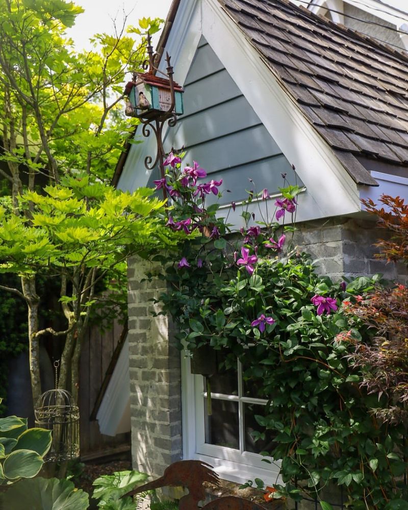 Clematis: Mental Clarity