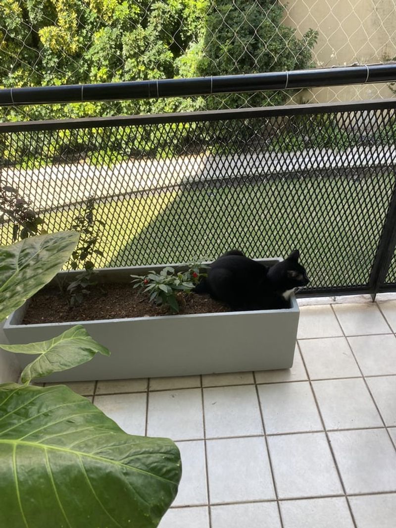 Other Cats' Markings