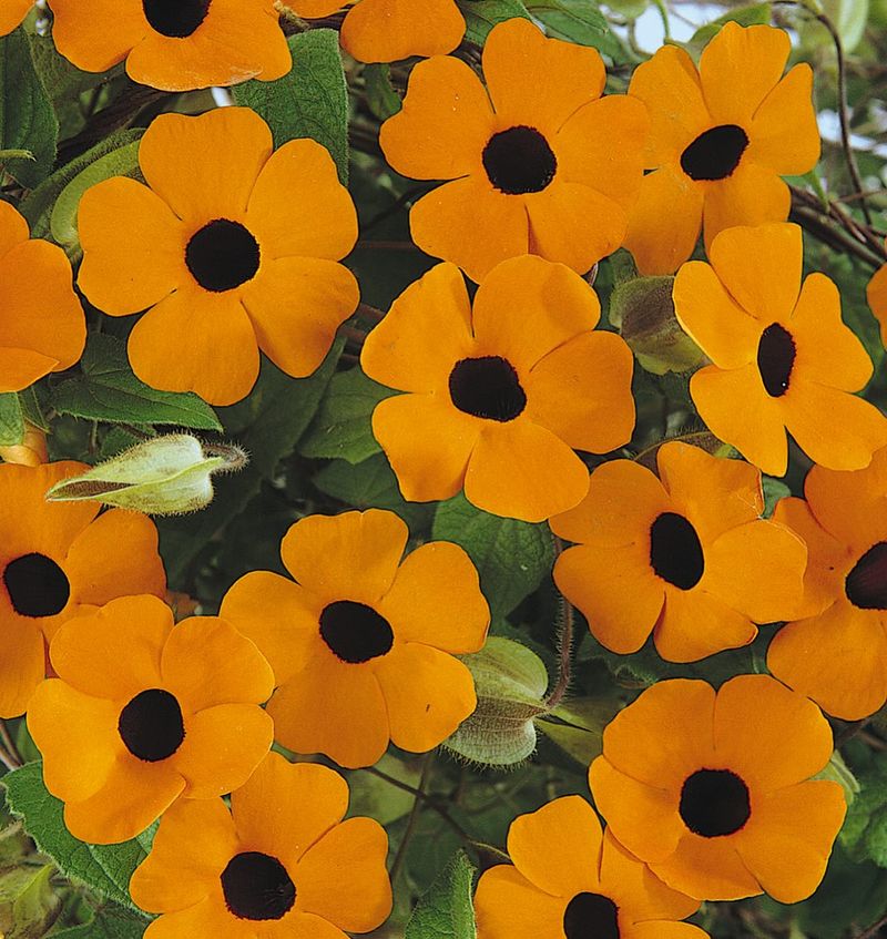 Black-Eyed Susan Vine