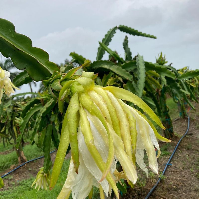 Dragonfruit
