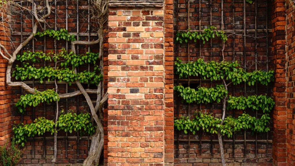 Horizontal Trellis