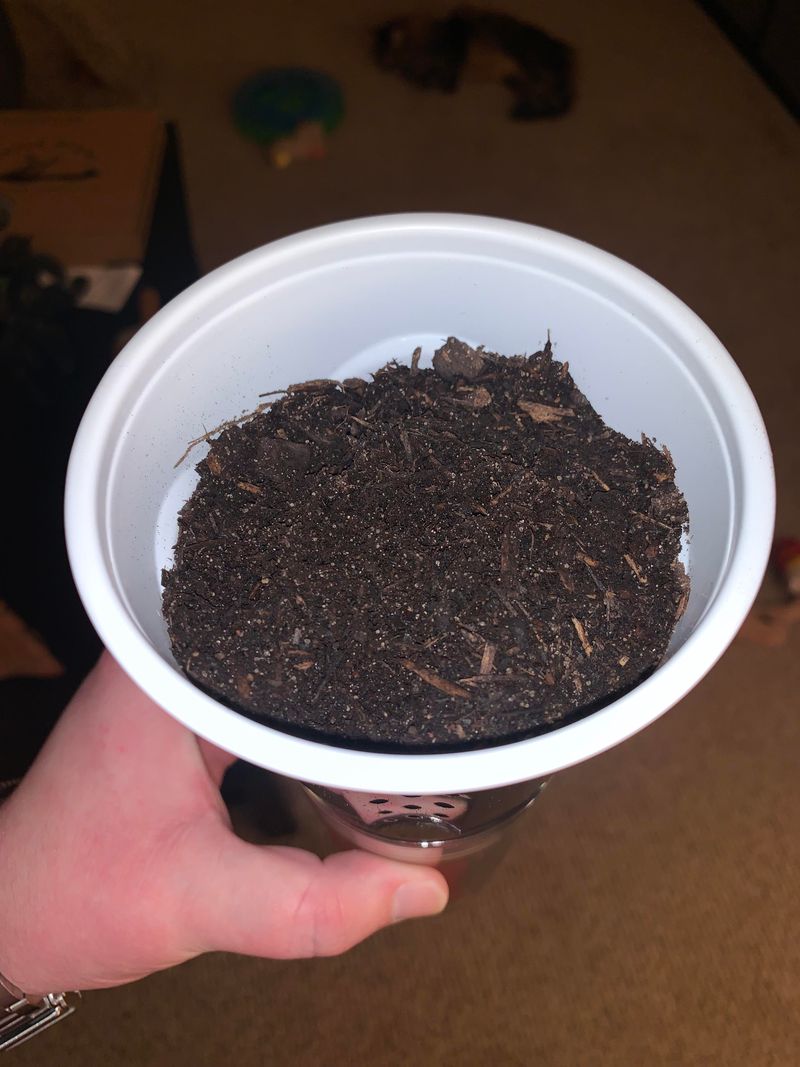 Complete Germination Failure