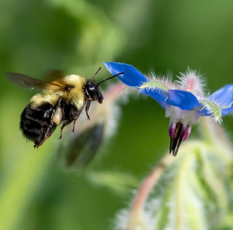 Bumblebees