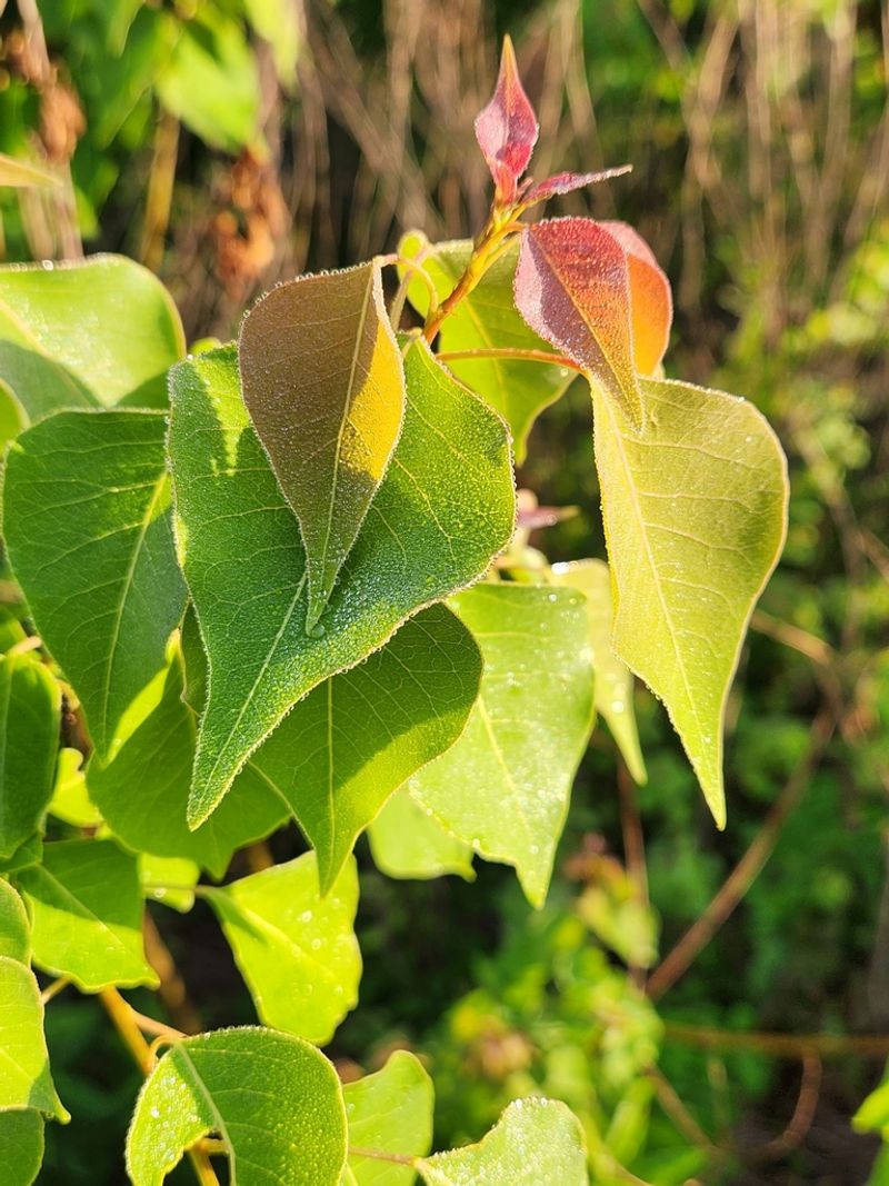 Chinese Tallow's Ecological Threat