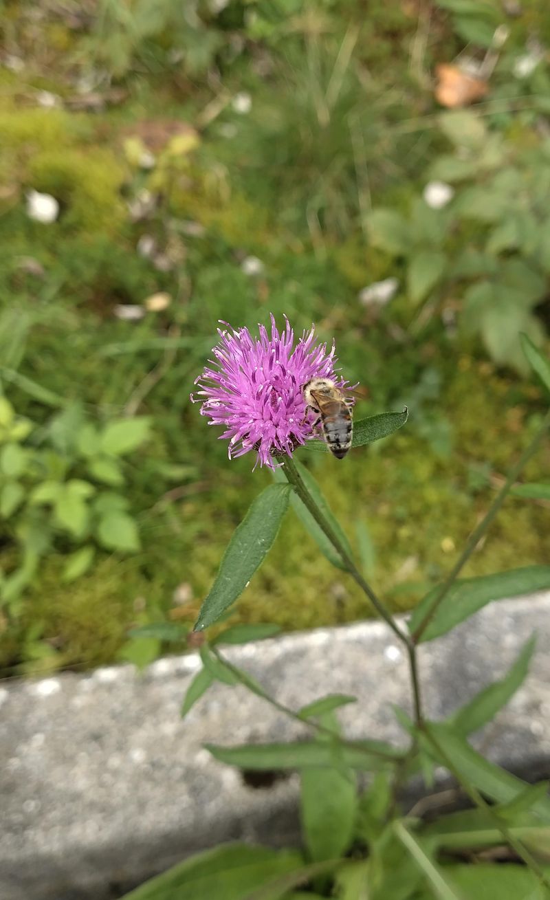Knapweed Points to Magnesium-Deficient Soil