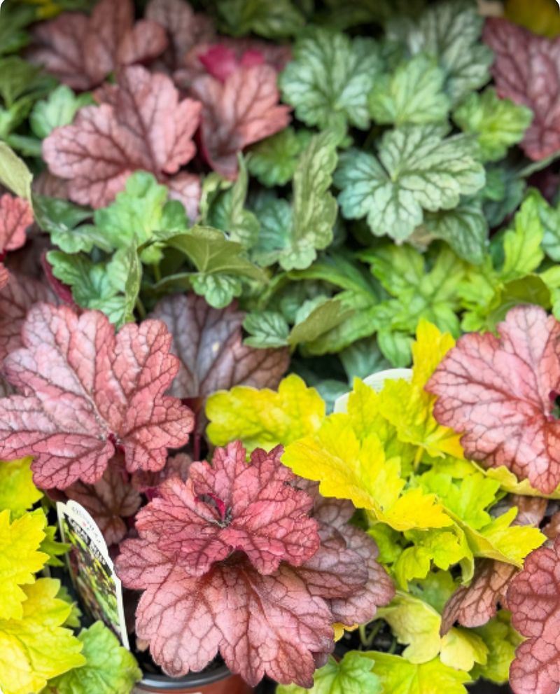 Coral Bells (Heuchera) - Colorful Foliage All Season
