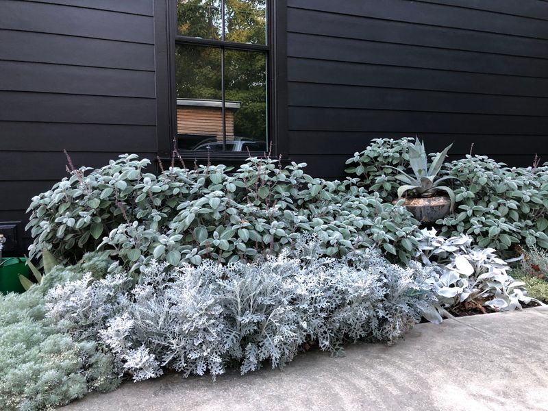 Silver Foliage As A Neutral Border