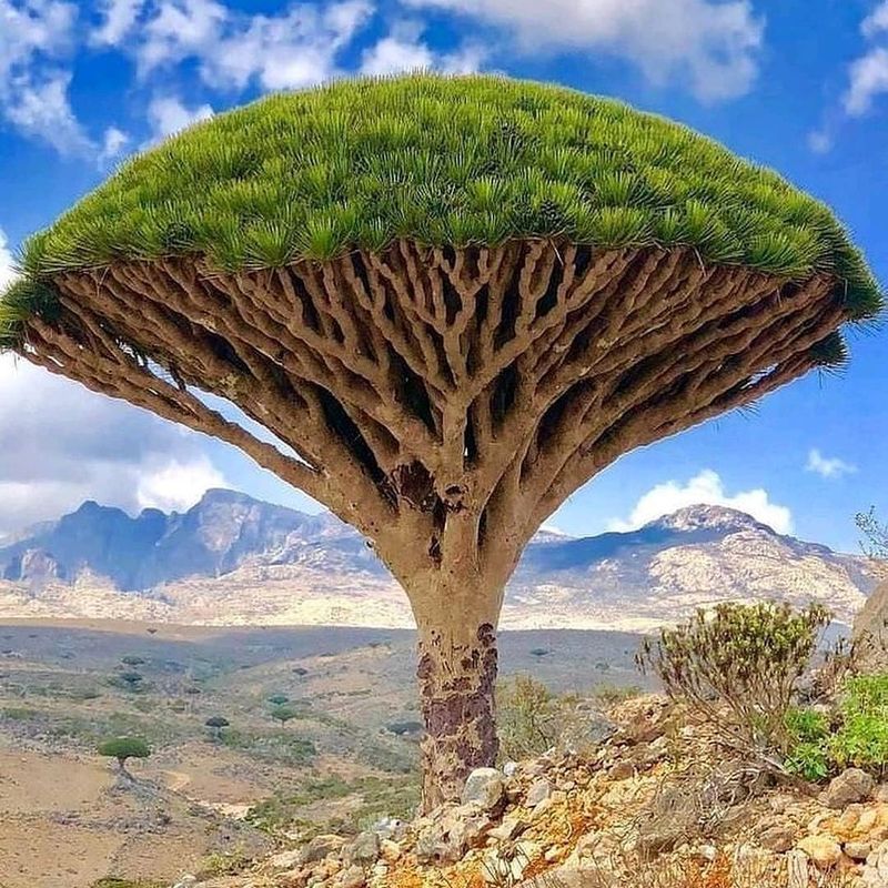 Dragon's Blood Tree