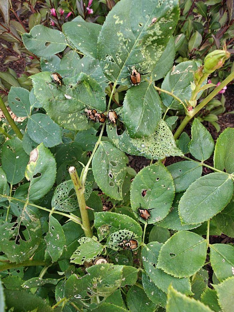 Insecticidal Soap Spray