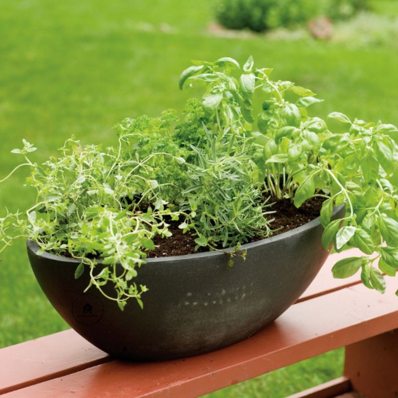 Herbs - Kitchen Garden Essentials