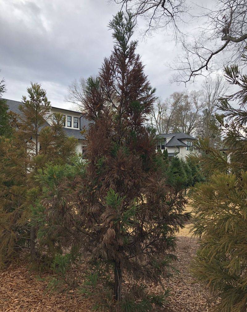 Overgrown or Dying Trees