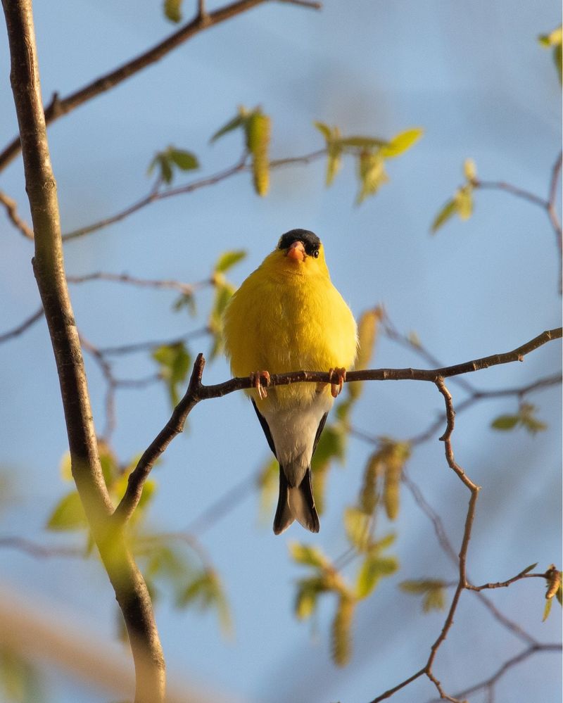 American Goldfinch