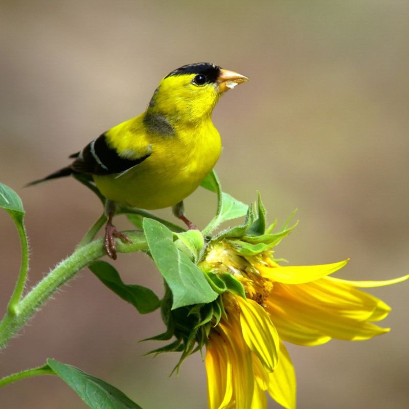 American Goldfinch