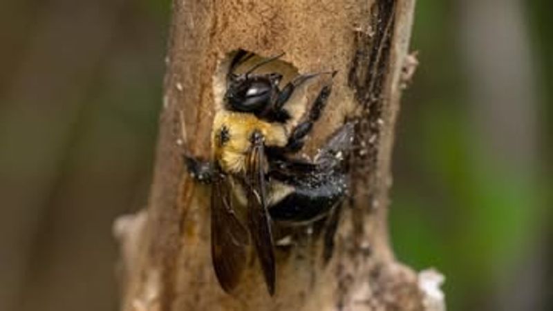 Carpenter Bees: Wood-Boring Buzzers