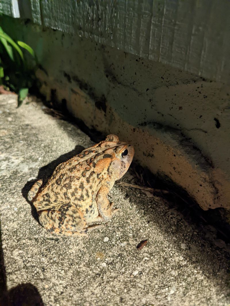 Toads: Garden Guardians