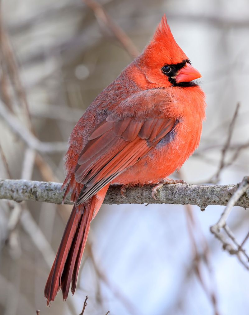 Northern Cardinal
