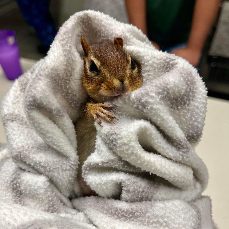 Chipmunks: Pocket-Cheeked Collectors