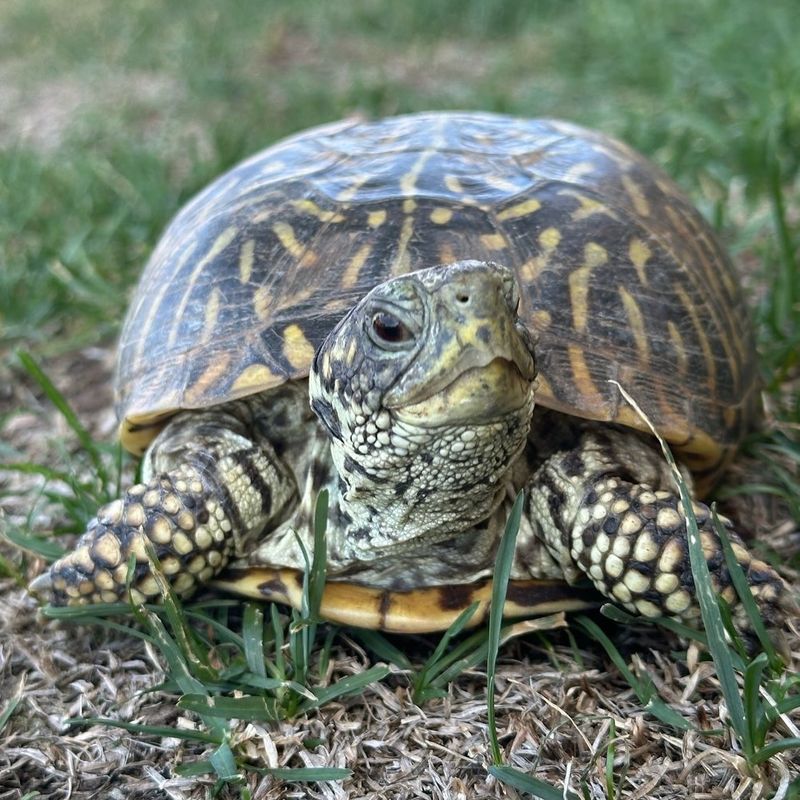 Box Turtle